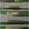 mel galathea larva1 volg1